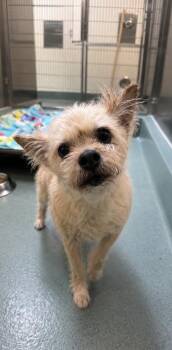 Cairn Terrier and Mixed Breed Dogs Available for Adoption in Roseville, California - Macaroni Salad | PetCurious