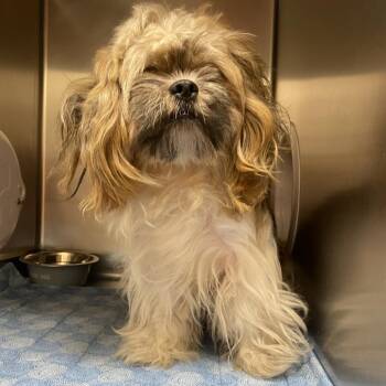 WAGS-Stray-23230 -  Lhasa Apso Dog for Adoption in Westminster, California - WAGS-Stray-23230 | PetCurious