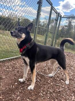 Rescue Siberian Husky and German Shepherd Dog Dogs for Adoption in Leesburg, Virginia - HODA | PetCurious