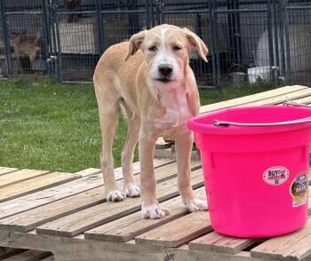 German Wirehaired Pointer Dogs Available for Adoption in Brownstown, Indiana - Gaston | PetCurious