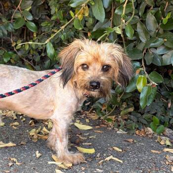 Fletcher -  Terrier and Mixed Breed Dog for Adoption in Goleta, California - Fletcher | PetCurious