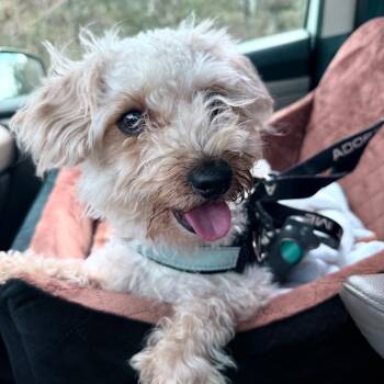 Yorkie Poo Dogs Available for Adoption - Butters | PetCurious