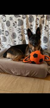 Rescue German Shepherd Dog Dogs for Adoption in Chicago, Illinois - Zara | PetCurious