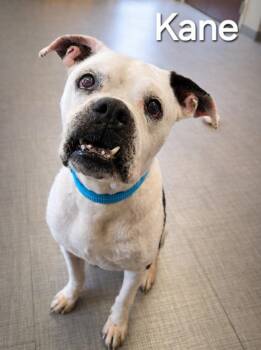 Boxer Dogs Available for Adoption - Kane Yrly 35 | PetCurious