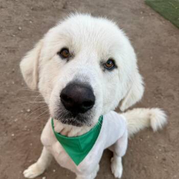 Great Pyrenees Dogs Available for Adoption - Bruce | PetCurious