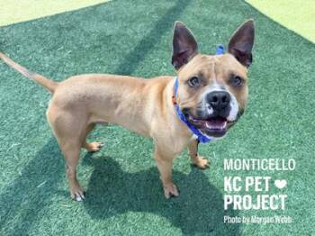 Pit Bull Terrier and Mixed Breed Dogs Available for Adoption in Kansas City, Missouri - Monticello | PetCurious
