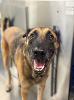 Rescue German Shepherd Dog and Mixed Breed Dogs for Adoption in Doral, Florida - LOKI | PetCurious