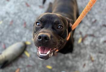 Pit Bull Terrier and Mixed Breed Dogs Available for Adoption - REX | PetCurious