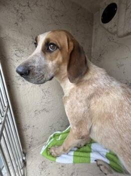Ruby -  Hound and Mixed Breed Dog for Adoption in Honolulu, Hawaii - Ruby | PetCurious
