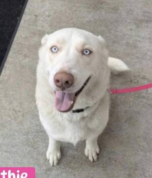 Ruthie -  Mixed Breed and Husky Dog for Adoption in Bethel, Vermont - Ruthie | PetCurious