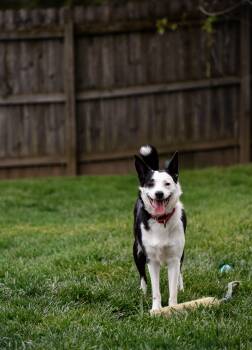 Border Collie Dogs Available for Adoption in Indianapolis, Indiana - Freeze | PetCurious
