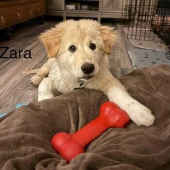 Great Pyrenees Dogs Available for Adoption in Madison, Wisconsin - Zara | PetCurious