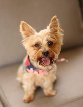Flossy -  Yorkshire Terrier Dog for Adoption in Monroe, North Carolina - Flossy | PetCurious
