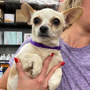 Trixie -  Mixed Breed Dog for Adoption in Fredericksburg, Virginia - Trixie | PetCurious