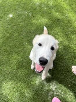 Kaipo -  Husky Dog for Adoption in Lakeland, Florida - Kaipo | PetCurious