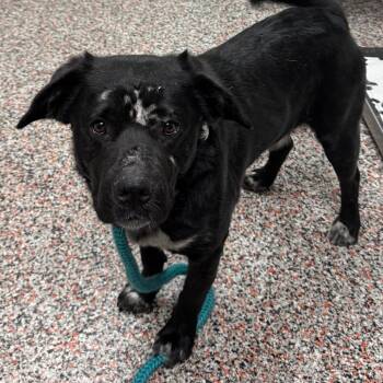 Shiloh -  Mixed Breed and Black Labrador Retriever Dog for Adoption in Salt Lake City, Utah - Shiloh | PetCurious