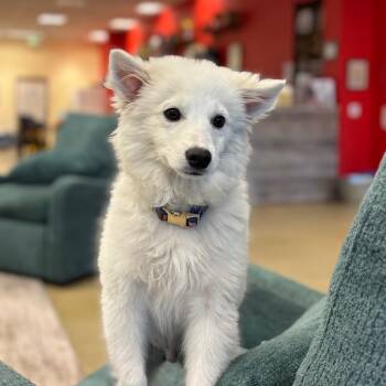 Mixed Breed Dogs Available for Adoption in Park City, Utah - Ballenciaga | PetCurious