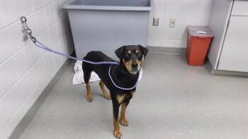 Doberman Pinscher and Labrador Retriever Dogs Available for Adoption in Omaha, Nebraska - KNEEBONE | PetCurious