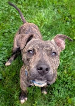 DENNIS THE MENACE -  Pit Bull Terrier Dog for Adoption in Akron, Ohio - DENNIS THE MENACE | PetCurious