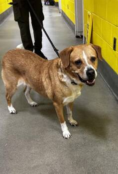 CASEY -  Labrador Retriever and Mixed Breed Dog for Adoption - CASEY | PetCurious