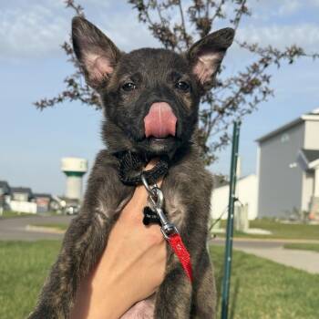 Soy Sauce--In Foster***ADOPTION PENDING*** -  Labrador Retriever and Mixed Breed Dog Available for Adoption in Fargo, North Dakota - Soy Sauce--In Foster***ADOPTION PENDING*** | PetCurious
