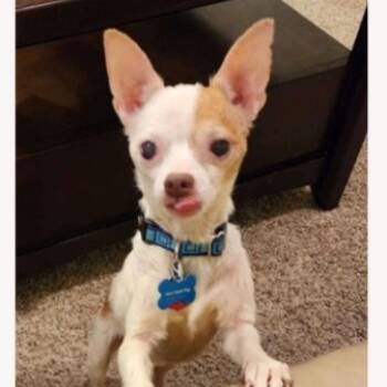 Rescue Chihuahua Dogs for Adoption in Hudson, Illinois - Winston | PetCurious