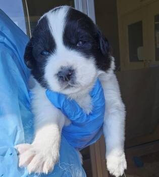 Great Pyrenees Dogs Available for Adoption in Kennewick, Washington - Mist | PetCurious