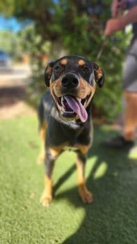 Zeus -  Rottweiler Dog for Adoption in Payson, Arizona - Zeus | PetCurious