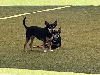 Fred & Ethel (Bonded Pair of Seniors) -  Miniature Pinscher Dog for Adoption in Phoenix, Arizona - Fred & Ethel (Bonded Pair Of Seniors) | PetCurious