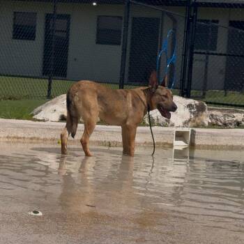 Milk -  Mixed Breed Dog Available for Adoption in Loxahatchee Groves, Florida - Milk | PetCurious