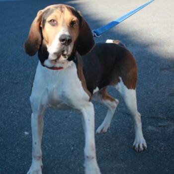 Hound and Mixed Breed Dogs Available for Adoption - Dogmato | PetCurious