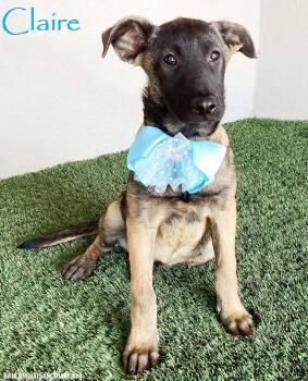 German Shepherd Dog and Belgian Shepherd Malinois Dogs Available for Adoption in San Diego, California - Claire | PetCurious