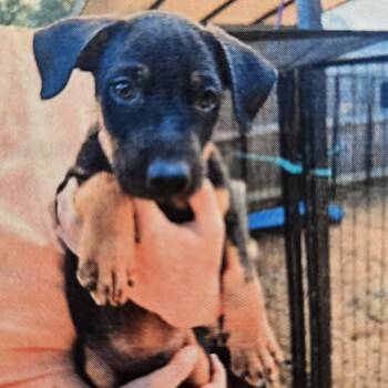 Tazzy -  Black Mouth Cur Dog for Adoption in Kalamazoo, Michigan - Tazzy | PetCurious