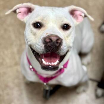 Rescue Mixed Breed Dogs for Adoption in Olean, New York - Gemma | PetCurious