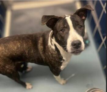 Staffordshire Bull Terrier and Mixed Breed Dogs Available for Adoption - WACO | PetCurious