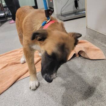 Clover -  Shepherd and Black Mouth Cur Dog for Adoption in Tampa, Florida - Clover | PetCurious