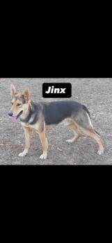 Jinx - 2 years old -  German Shepherd Dog Dog for Adoption in Muldrow, Oklahoma - Jinx - 2 Years Old | PetCurious