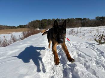 German Shepherd Dog Dogs Available for Adoption - Ace | PetCurious