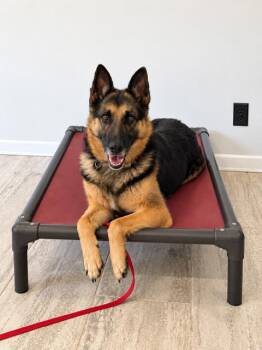 Salsa -  German Shepherd Dog Dog for Adoption - Salsa | PetCurious