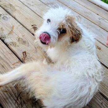 Terrier Dogs Available for Adoption in Houston, Texas - Piglet Rose | PetCurious