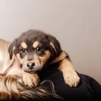 Australian Shepherd and Cattle Dog Dogs Available for Adoption in Minnetonka, Minnesota - Piglet D68416 | PetCurious