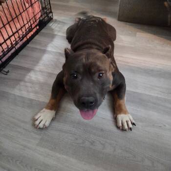 Get Well -  American Bulldog Dog for Adoption in Brentwood, Tennessee - Get Well | PetCurious