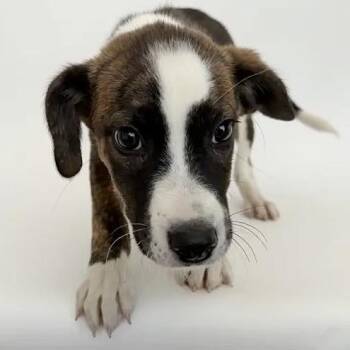Birdie -  Mixed Breed Dog for Adoption in Brentwood, Missouri - Birdie | PetCurious