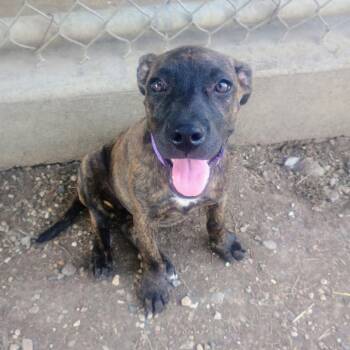 Laredo -  Pit Bull Terrier Dog for Adoption in Jasper, Indiana - Laredo | PetCurious
