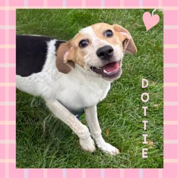 Rescue Coonhound Dogs for Adoption in Mokena, Illinois - Dottie | PetCurious