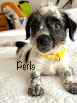 Perla -  Australian Cattle Dog Blue Heeler Dog for Adoption in Pawleys Island, South Carolina - Perla | PetCurious