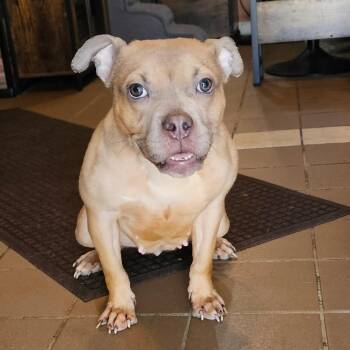 Pit Bull Terrier Dogs Available for Adoption in Chicago, Illinois - Blaze | PetCurious