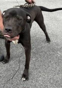 Jughead -  Pit Bull Terrier and Labrador Retriever Dog for Adoption in Maryville, Tennessee - Jughead | PetCurious