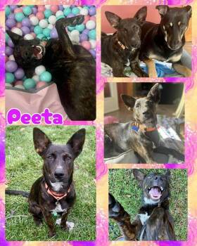 Rescue Mixed Breed Dogs for Adoption in Lancaster, New York - Peeta | PetCurious