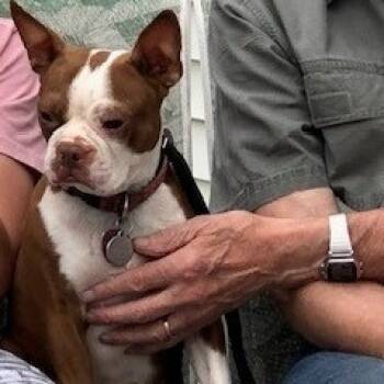 Rescue Boston Terrier Dogs for Adoption in Baldwin, Wisconsin - Buttons | PetCurious